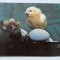 ROMANIA , ANIMALE, CAINE , PUI - 2 CARTI POSTALE NECIRCULATE