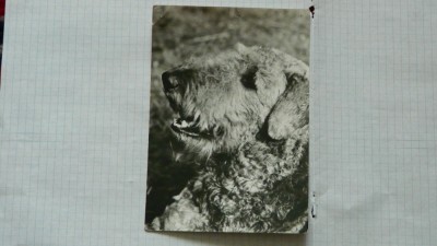 GERMANIA DDR CAINE, AIREDALE TERRIER - CARTE POSTALA NECIRCULATA foto