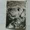 GERMANIA DDR CAINE, AIREDALE TERRIER - CARTE POSTALA NECIRCULATA