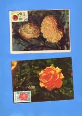 MAXIME ROMANIA FLORI 2 BUC foto