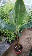 Musa acuminata &amp;#039;Dwarf Cavendish&amp;#039; Soi pitic - banana comestibila 4L/40cm foto