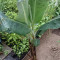 Musa acuminata &#039;Dwarf Cavendish&#039; Soi pitic - banana comestibila 4L/40cm