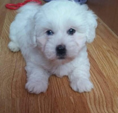 Bichon Maltez foto