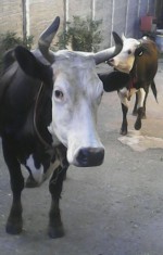 Vand vaca de lapte, rasa holstein foto