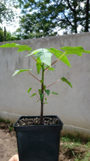 Papaya - Carica papaya - ghiveci 12cm/1L foto