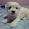 Dau Bichon