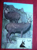 Maxima - Fauna - Diorama- Viata in Carpati- Capra Neagra