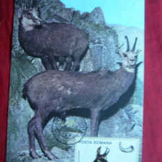 Maxima - Fauna - Diorama- Viata in Carpati- Capra Neagra