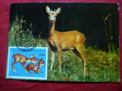 Maxima - Pui de Caprioara 1978 foto