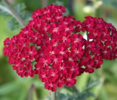 Achillea Red Velvet - coada soricelului rosie foto