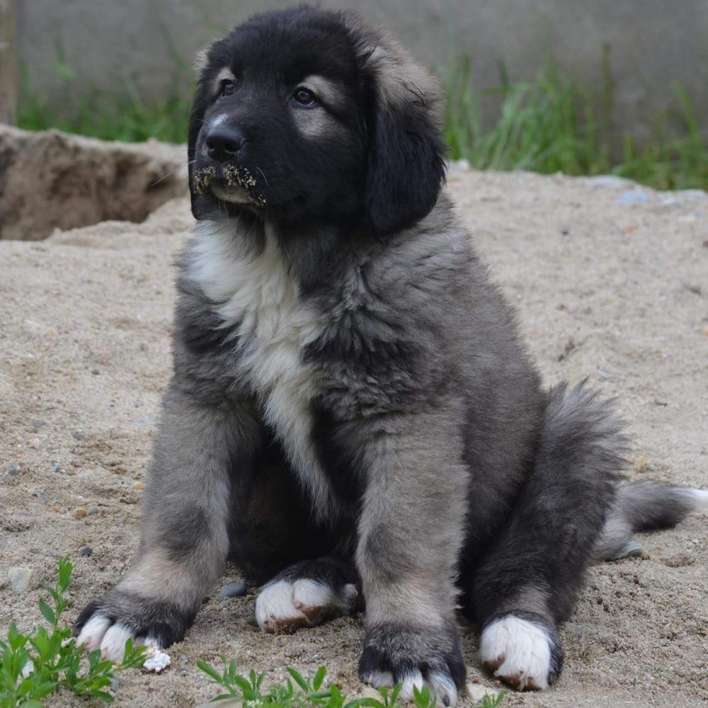 Ciobanesc Romanesc Carpatin arhiva Okazii.ro