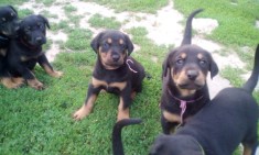 catei metis Ciobanesc cu Doberman foto
