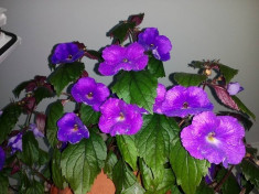 Achimenes foto