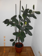 Ficus - planta de apartament foto