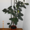 Ficus - planta de apartament
