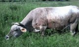 Vaca de lapte foto