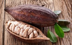 Seminte arbore de cacao foto