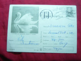 Carte Postala Ilustrata - Lebada in Delta ,cod 404/70, Circulata, Printata