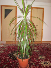 vand dracena 1.5 m foto