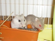 Hamster pitic siberian foto