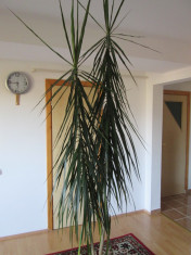 vand dracena 2.5 m foto