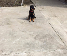 rottweiler foto