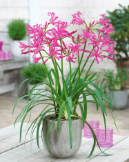 Nerine bowdenii Roz / bulbi cu 6 Ron bucata foto