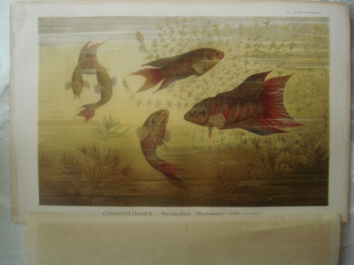 Plansa color cu pesti de acvariu, anii 1885-1890 foto