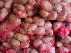 Cartofi rosii en-gros foto