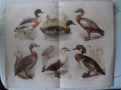Plansa color specii de rate, din lexiconul german Meyers, 1885-90 foto