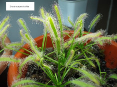 Seminte de planta carnivora drosera capensis var. alba (30 seminte) foto