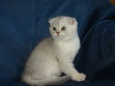 Pisici Scottish Fold Bucuresti Brasov Iasi Oradea Constanta Cluj Timisoara foto