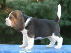 Vand Caini Beagle Bucuresti Constanta Brasov Iasi Galati Timisoara Oradea Cluj foto