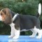Vand Caini Beagle Bucuresti Constanta Brasov Iasi Galati Timisoara Oradea Cluj