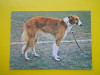 HOPCT 22510 OGAR RUSESC -BARZOI VANATOARE / LOT CAINI I -NECIRCULATA