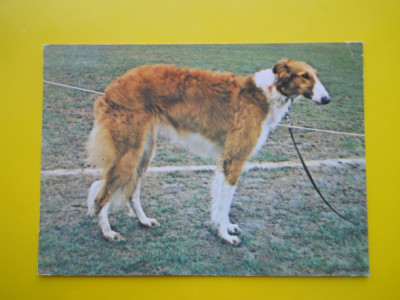 HOPCT 22510 OGAR RUSESC -BARZOI VANATOARE / LOT CAINI I -NECIRCULATA foto