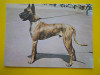 HOPCT 22509 DOG GERMAN VARGAT / LOT CAINI I -NECIRCULATA, Printata