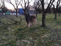 Canisa de Tartasesti ofera pui rasa Ciobanesc belgian Tervueren foto
