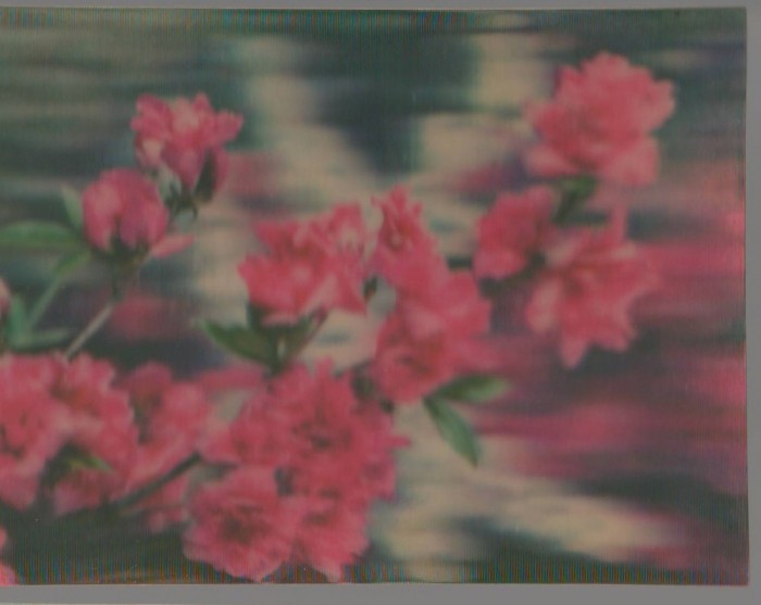 CPI (B6901) CARTE POSTALA - STEREO, IN RELIEF, FLORI DE RODODENDRON