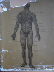 R.D. Sinelnikov - Atlas de anatomie humana, vol. 1 - 378936 foto