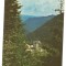 @carte postala(ilustrata) -VALCEA-Voineasa-Hotel Lotru