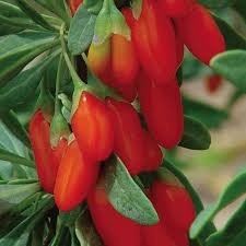 Pret Goji fructe proaspete 1 kg + GRATIS o punga de ceai Goji foto