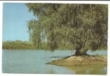 @carte postala(ilustrata)-DELTA DUNARII
