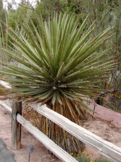 Seminte de Yucca Torreyi - 1 samanta pentru semanat foto