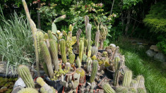 cactusi de colectie foto