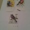 belgia pasari buzin/ 3 v. MNH