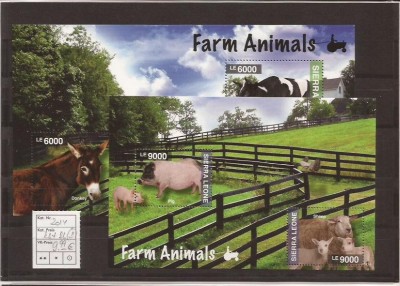 Sierra Leone - farm animals - 2014 foto