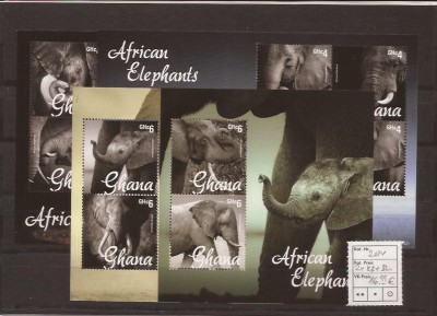 Ghana - 2014 - elephants foto