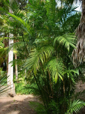 Seminte de Chamaedorea costaricana - palmier bambus - 1 samanta foto