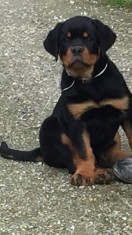 Vand catei rottweiler cu pedigree si microcip foto